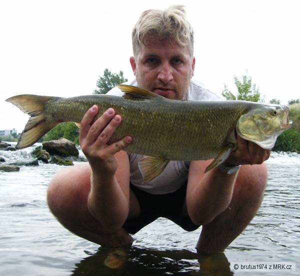 Bole� 72cm, 4kg, 16.6.2009, rieka Nitra NZ