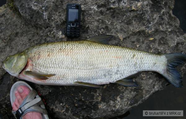 Bole� 72cm, 4kg, 16.6.2009, rieka Nitra NZ