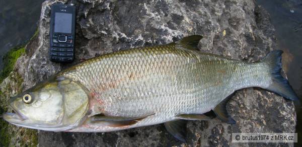 Bole� 72cm, 4kg, 16.6.2009, rieka Nitra NZ