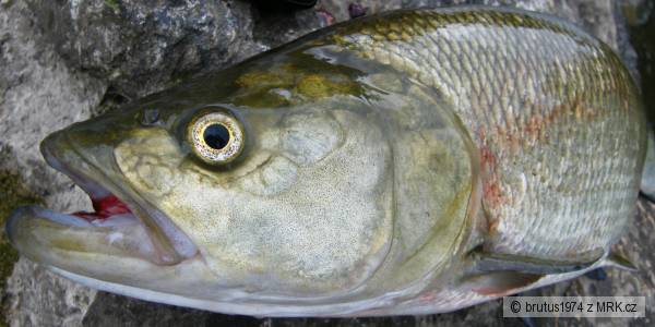 Bole� 72cm, 4kg, 16.6.2009, rieka Nitra NZ
