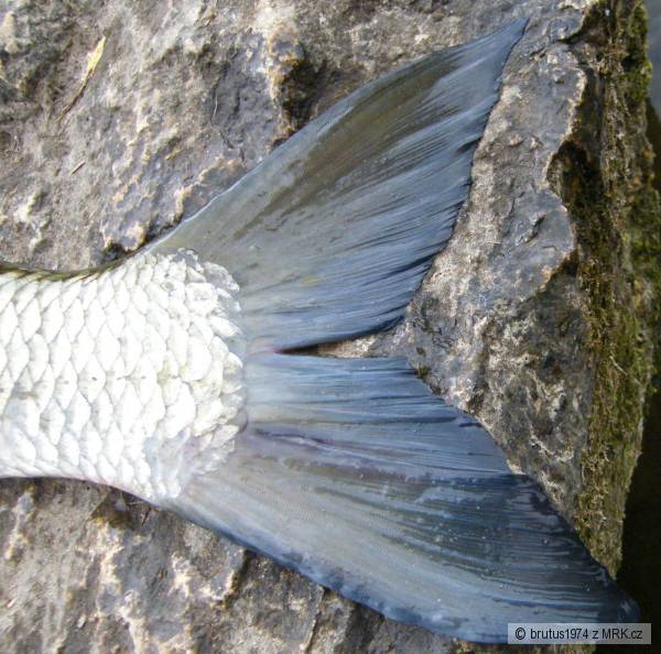 Bole� 72cm, 4kg, 16.6.2009, rieka Nitra NZ