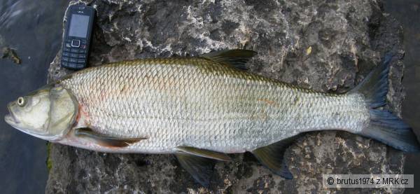 Bole� 72cm, 4kg, 16.6.2009, rieka Nitra NZ