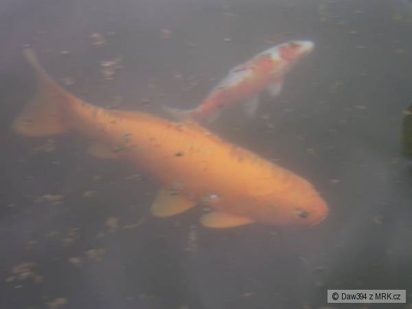 Kapr koi