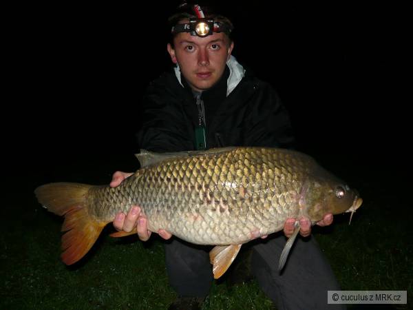 Balaton - 65cm (6kg)
