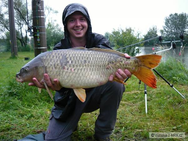 Balaton - 70cm (6.5kg)