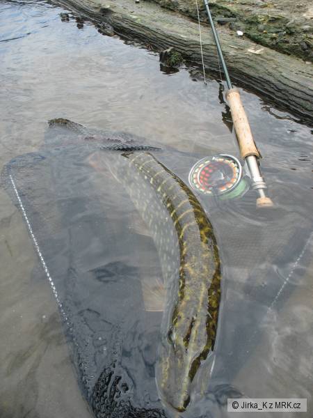 fly pike