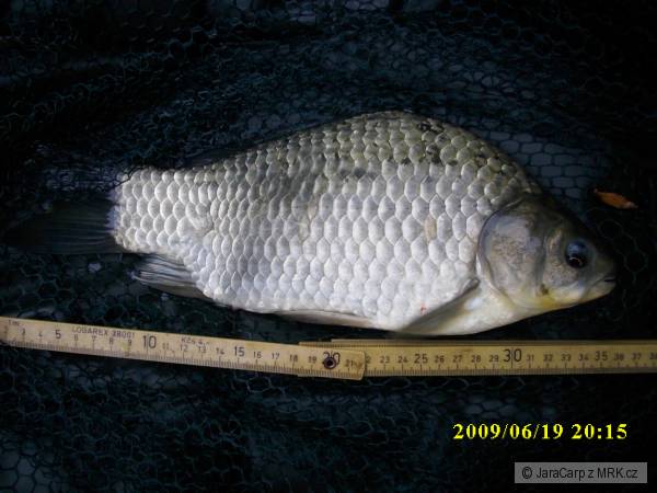 Karas   36  cm  