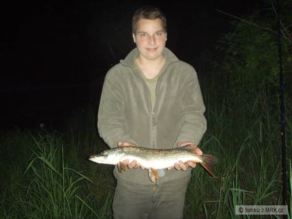 Esox lucius