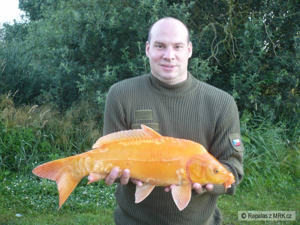 Koi kapr