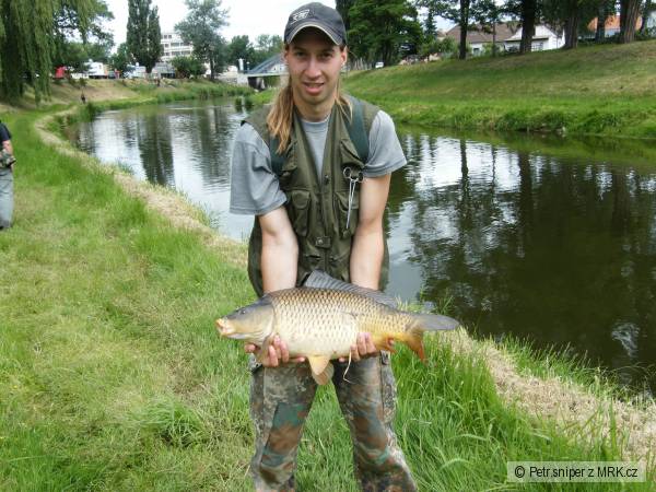 Kapr obecn� 60 cm 