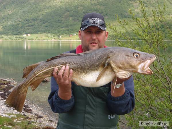 Treska obecn� 