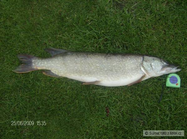 �tika 80cm