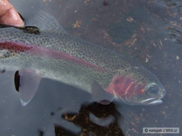 Rainbow Trout