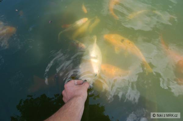 Koi..