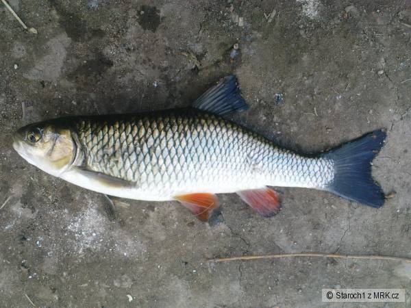 Tlou�t�k