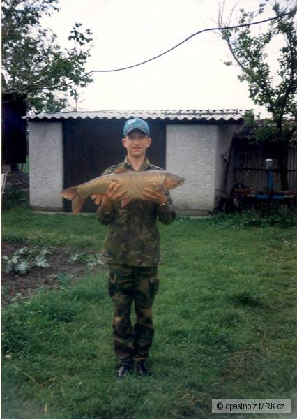 amur b�l� - 78 cm