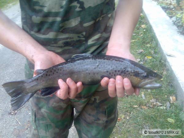 pstruh 42cm
