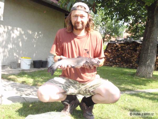 Sume�ek Americk�-50 cm,1.75 kg