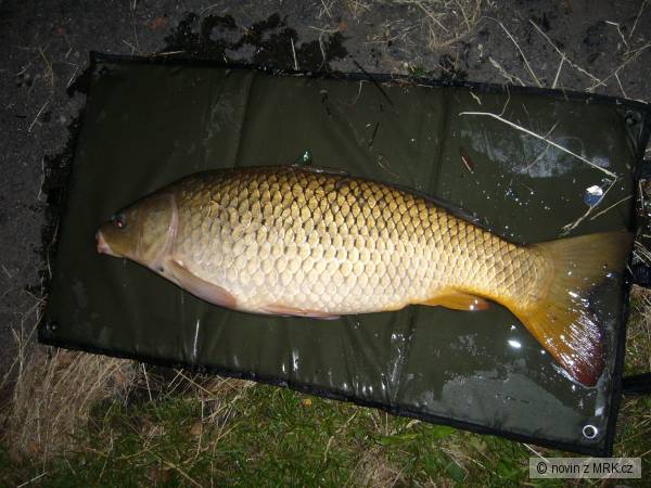 kapr 85cm 10kg