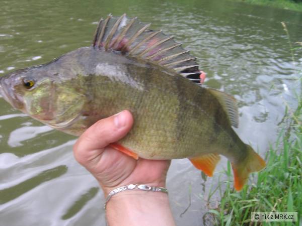 okounek 36cm