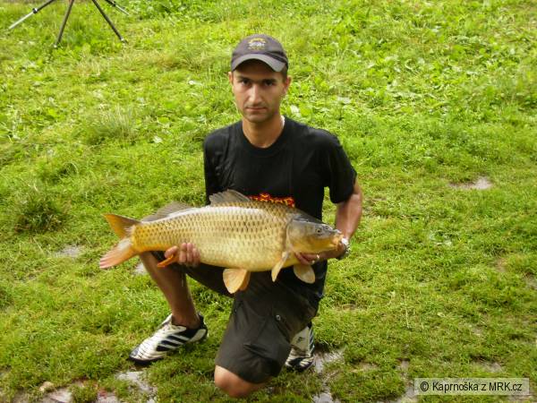Kaprik 83cm