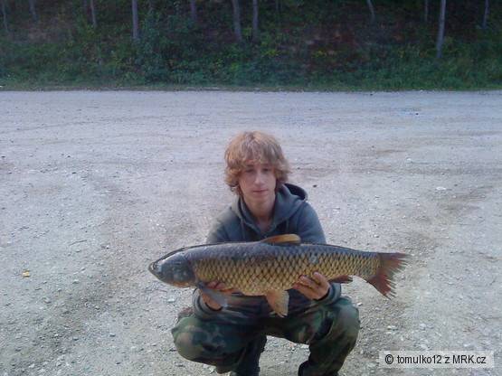 amur 88cm