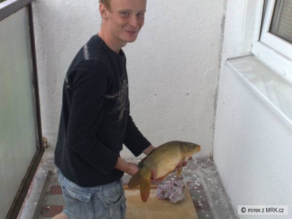 ja a kaprik 50cm 