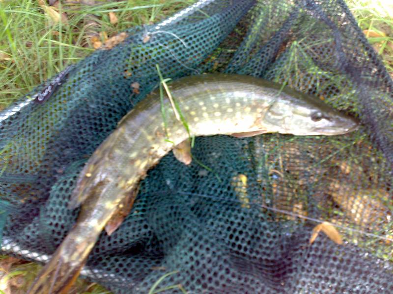 štika