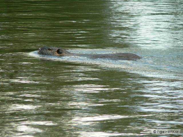 Nutrie na lovu