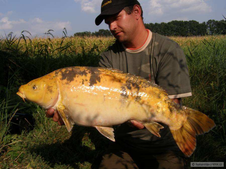 koi maďar