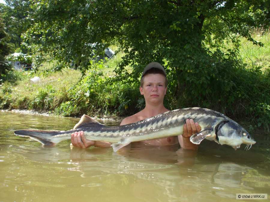 jeseter sibiřský