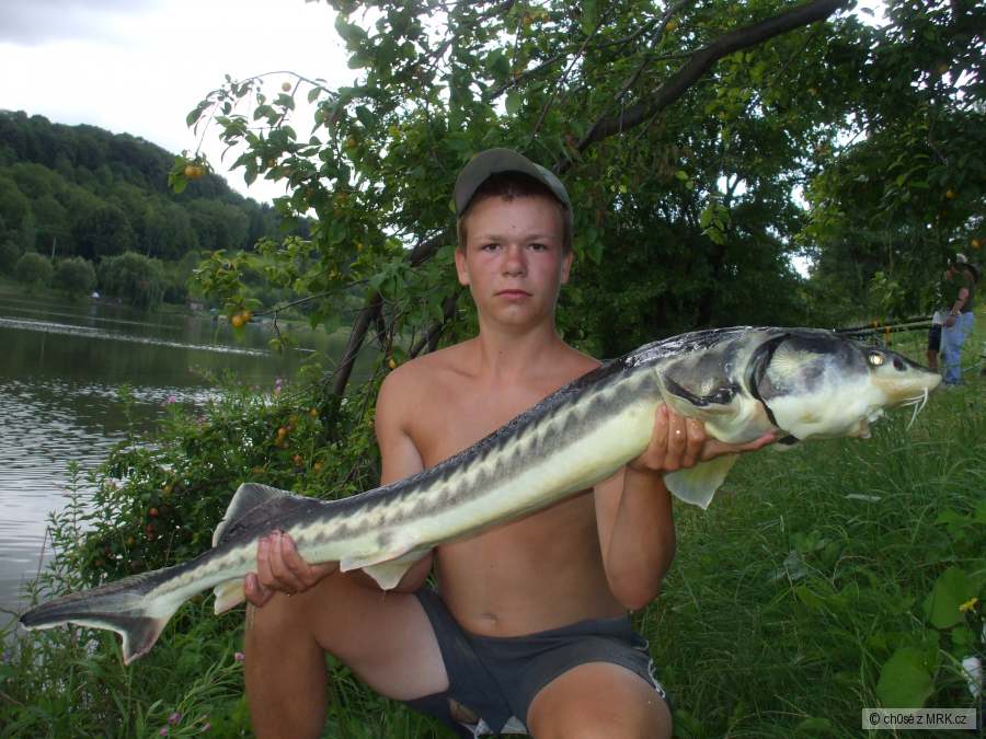 jeseter sibiřský