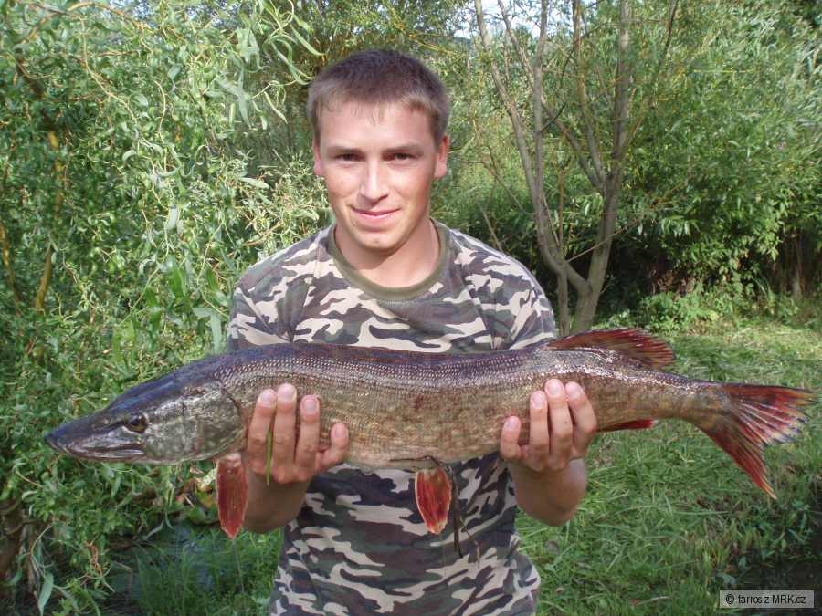 štika 80 cm