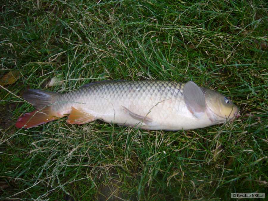 Kapr říční 59cm 2,5kg