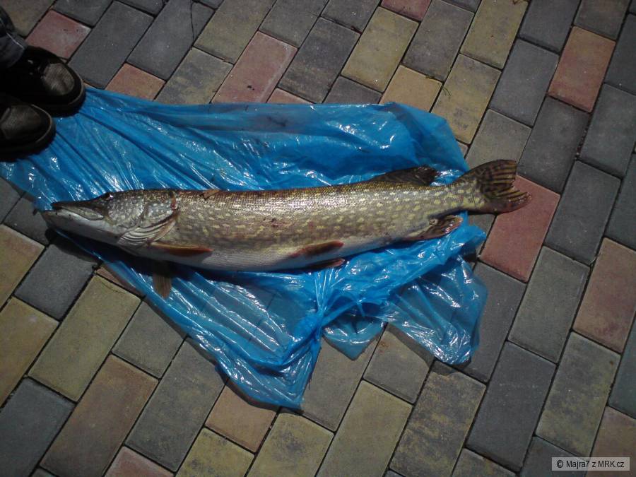 Štika 90 cm