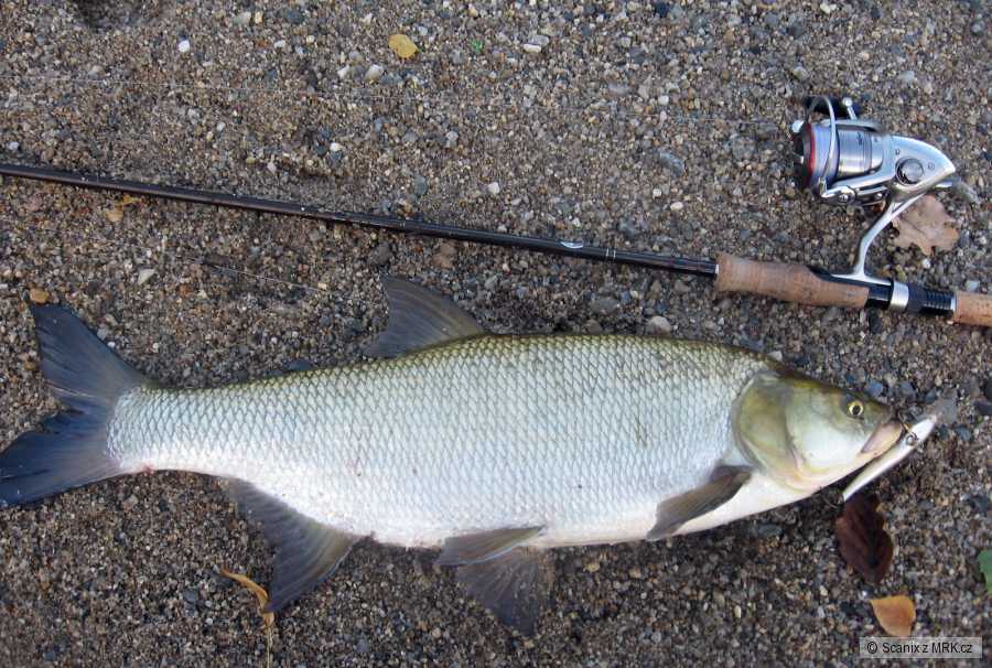 Pěkný bolen na Rapala Shallow Shad Rap 9cm