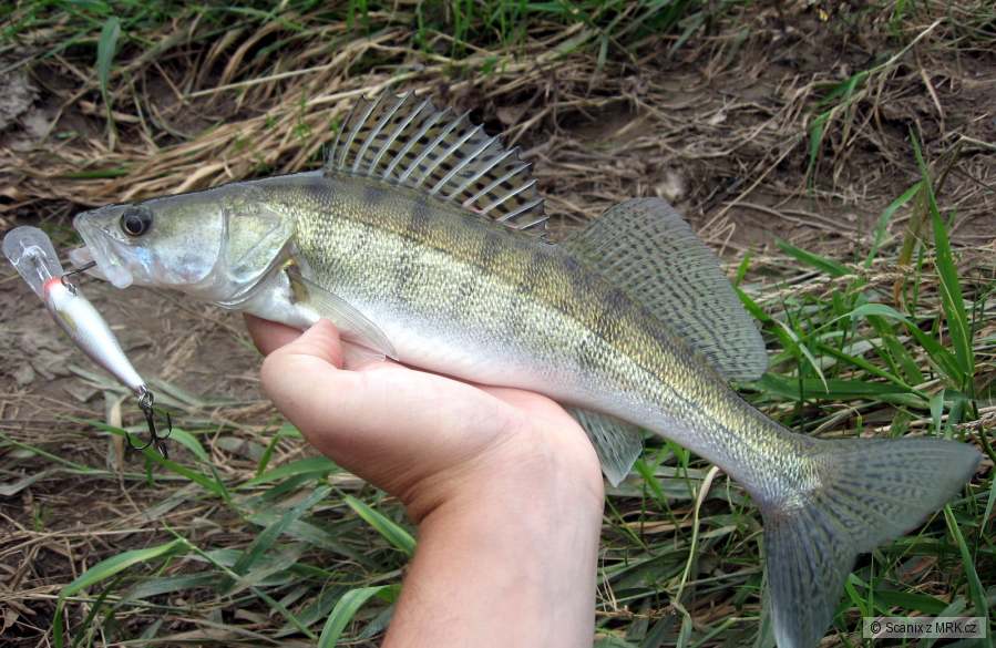Candátek na Rapala SR7