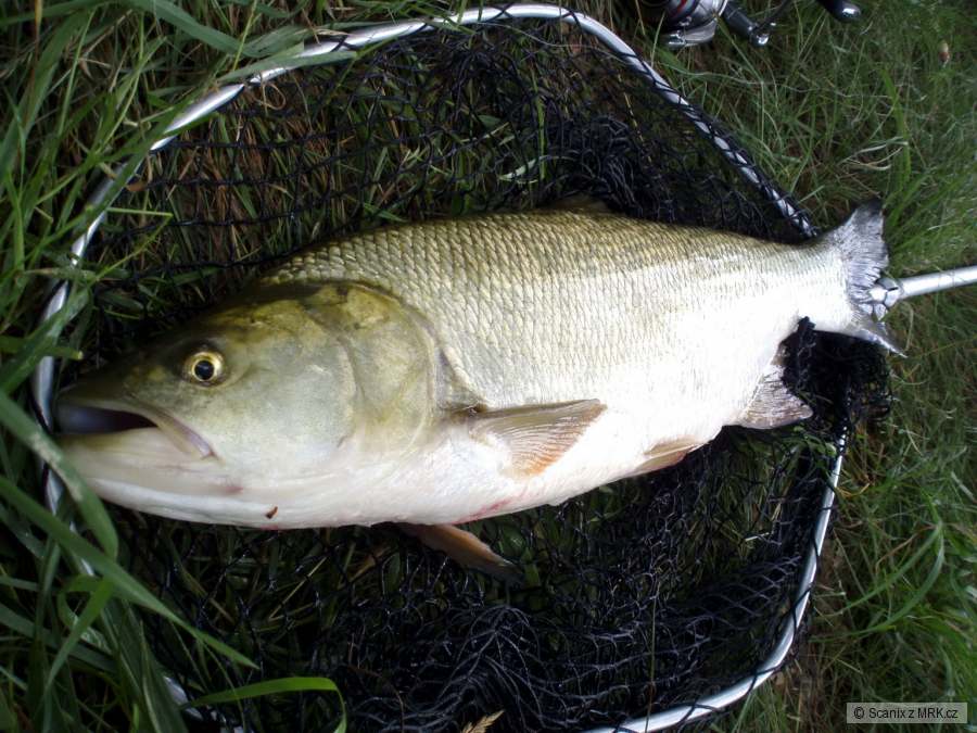Bolen 69cm na Relax Kopyto