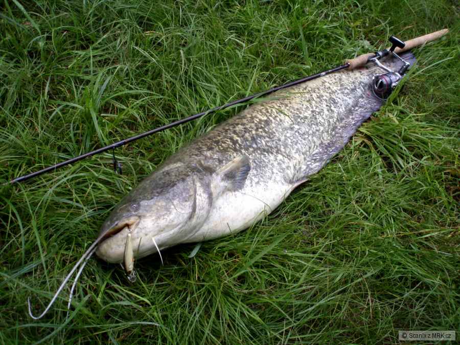 Sumec 114cm 13kg na Salmo Executor