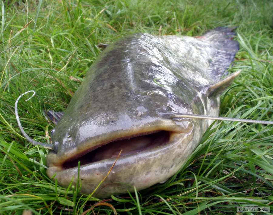 a zde ještě jednou...