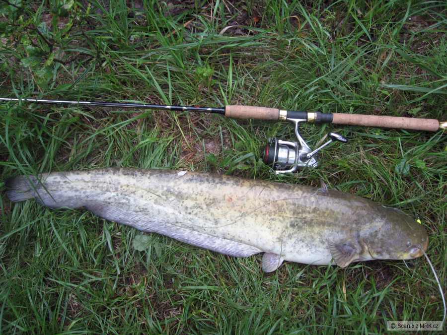 Sumec něco pod metr na Rapala DT