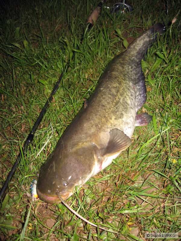 Sumec na Rapala DT