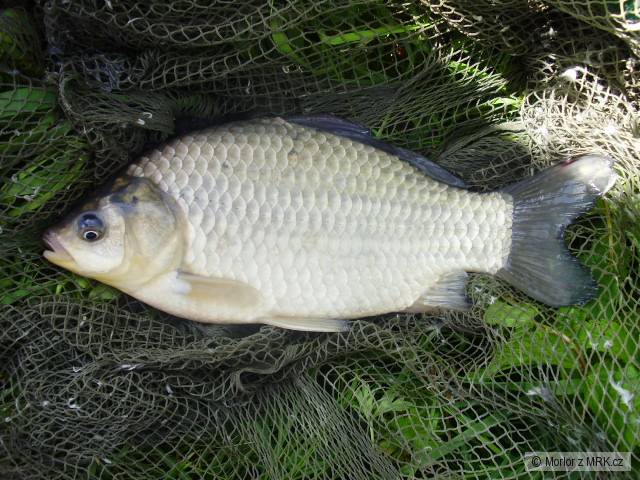 Karas obecný