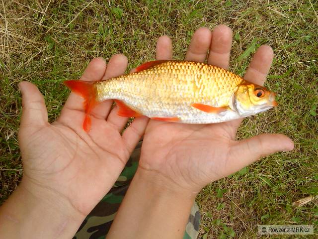 Koi plotice