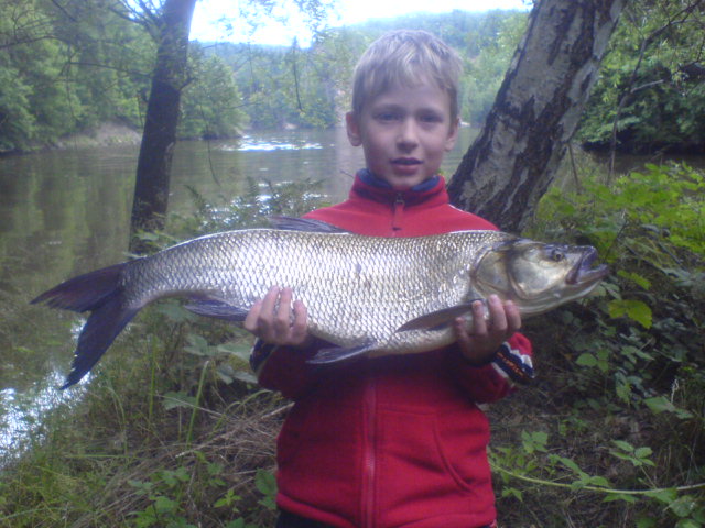 Bolen 79cm