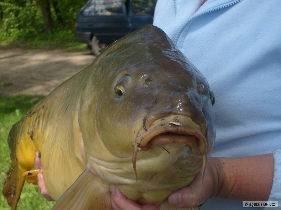 ten můj osobák