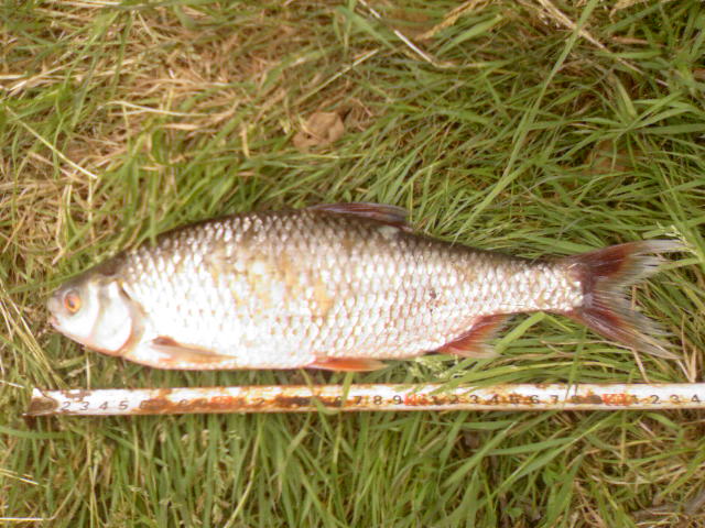 Plotička