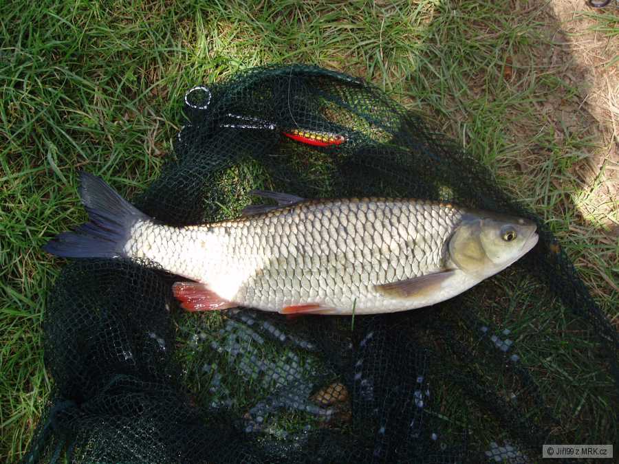 tloušť 52 na woblera