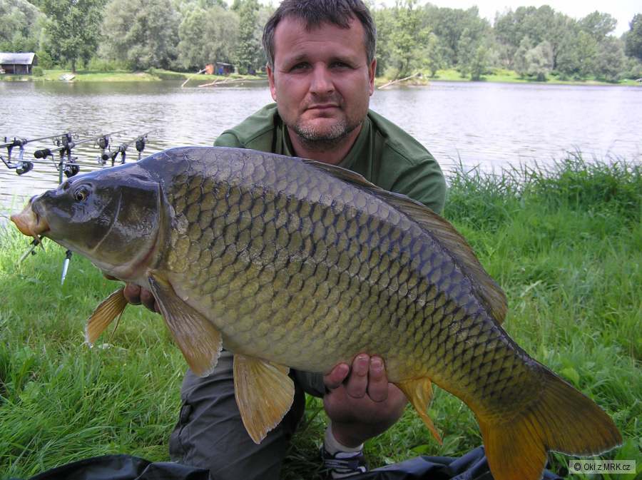 kapři koblov