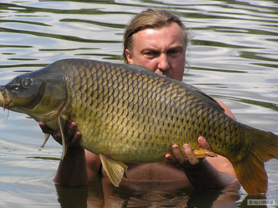 Kapři Koblov